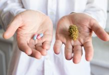 Ein Doktor hält in einer Hand eine Cannabis-Blüte und in der anderen zwei Kapseln.