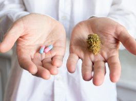 Ein Doktor hält in einer Hand eine Cannabis-Blüte und in der anderen zwei Kapseln.