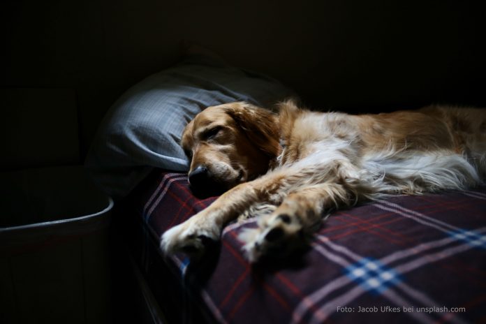 Hunde und Katzen im Bett