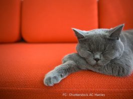 Kann man Gewicht verlieren, während man auf der Couch sitzt? Kann man auf der Couch Gewicht verlieren