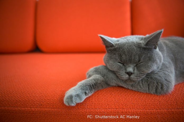 Kann man auf der Couch Gewicht verlieren