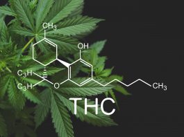 THC ist einer von vielen Wirkstoffen der Cannabis-Pflanze.