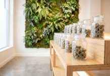 Gläser mit medizinischen Cannabisblüten in moderner Praxisumgebung, dargestellt als Teil einer kontrollierten Cannabistherapie