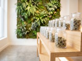 Gläser mit medizinischen Cannabisblüten in moderner Praxisumgebung, dargestellt als Teil einer kontrollierten Cannabistherapie