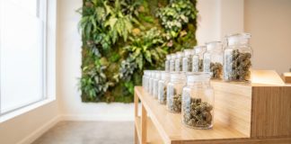 Gläser mit medizinischen Cannabisblüten in moderner Praxisumgebung, dargestellt als Teil einer kontrollierten Cannabistherapie