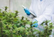 Ärztliche Kontrolle von medizinischem Cannabis in einer Gewächshausanlage, Fachpersonal prüft Cannabispflanzen zur Herstellung standardisierter Arzneimittel für Patientinnen und Patienten.