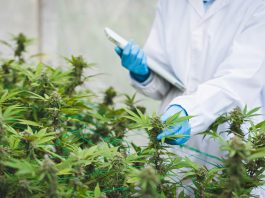 Ärztliche Kontrolle von medizinischem Cannabis in einer Gewächshausanlage, Fachpersonal prüft Cannabispflanzen zur Herstellung standardisierter Arzneimittel für Patientinnen und Patienten.