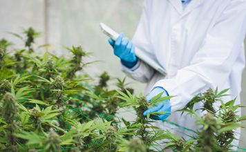 Ärztliche Kontrolle von medizinischem Cannabis in einer Gewächshausanlage, Fachpersonal prüft Cannabispflanzen zur Herstellung standardisierter Arzneimittel für Patientinnen und Patienten.