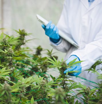 Ärztliche Kontrolle von medizinischem Cannabis in einer Gewächshausanlage, Fachpersonal prüft Cannabispflanzen zur Herstellung standardisierter Arzneimittel für Patientinnen und Patienten.