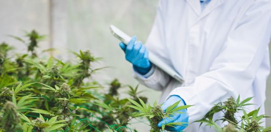 Ärztliche Kontrolle von medizinischem Cannabis in einer Gewächshausanlage, Fachpersonal prüft Cannabispflanzen zur Herstellung standardisierter Arzneimittel für Patientinnen und Patienten.