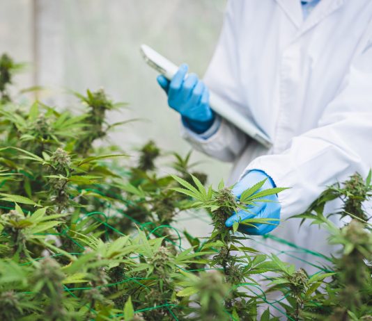 Medizinisches Cannabis: Warum der nüchterne Blick oft der ehrlichste ist Ärztliche Kontrolle von medizinischem Cannabis in einer Gewächshausanlage, Fachpersonal prüft Cannabispflanzen zur Herstellung standardisierter Arzneimittel für Patientinnen und Patienten.