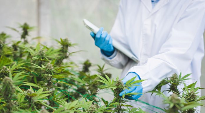 Ärztliche Kontrolle von medizinischem Cannabis in einer Gewächshausanlage, Fachpersonal prüft Cannabispflanzen zur Herstellung standardisierter Arzneimittel für Patientinnen und Patienten.