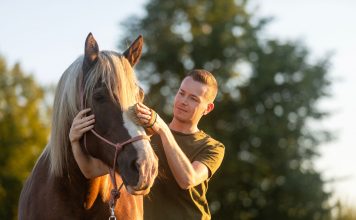 Mann bürstet ein Pferd im Freien als Beispiel für pferdegestützte Therapie und den ruhigen Kontakt zwischen Mensch und Tier.